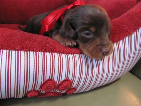 Choco, chocolate and tan male Choco, chocolate and tan male