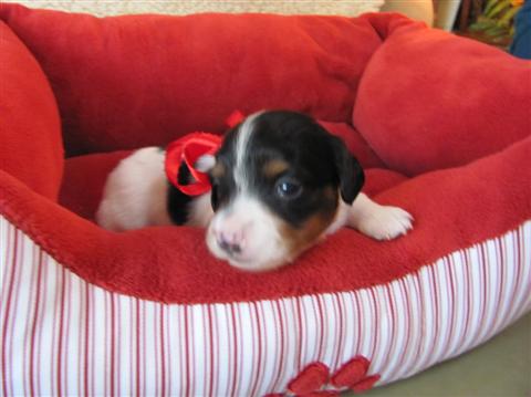 Dottie, Black and Tan Piebald female Dottie, Black and Tan Piebald female
