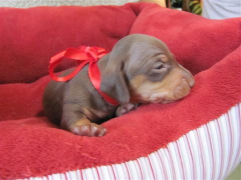 Junior, chocolate and tan male Junior, chocolate and tan male