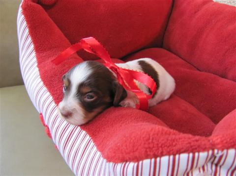 Rose, chocolate and tan piebald female. Rose, chocolate and tan piebald female.