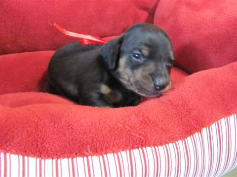 Wesley, black and tan brindle male( Not for sale) Wesley, black and tan brindle male( Not for sale)